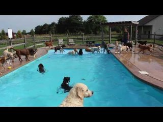 Doggy Daycare Doggos Enjoy a Dip in the Pool