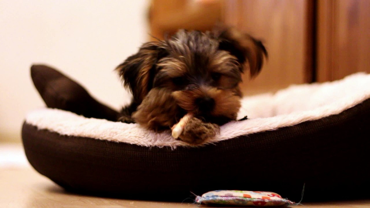 Yorkshire Terrier - Gib den Hund einen Knochen ...