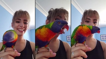 Un perroquet imite sa maîtresse