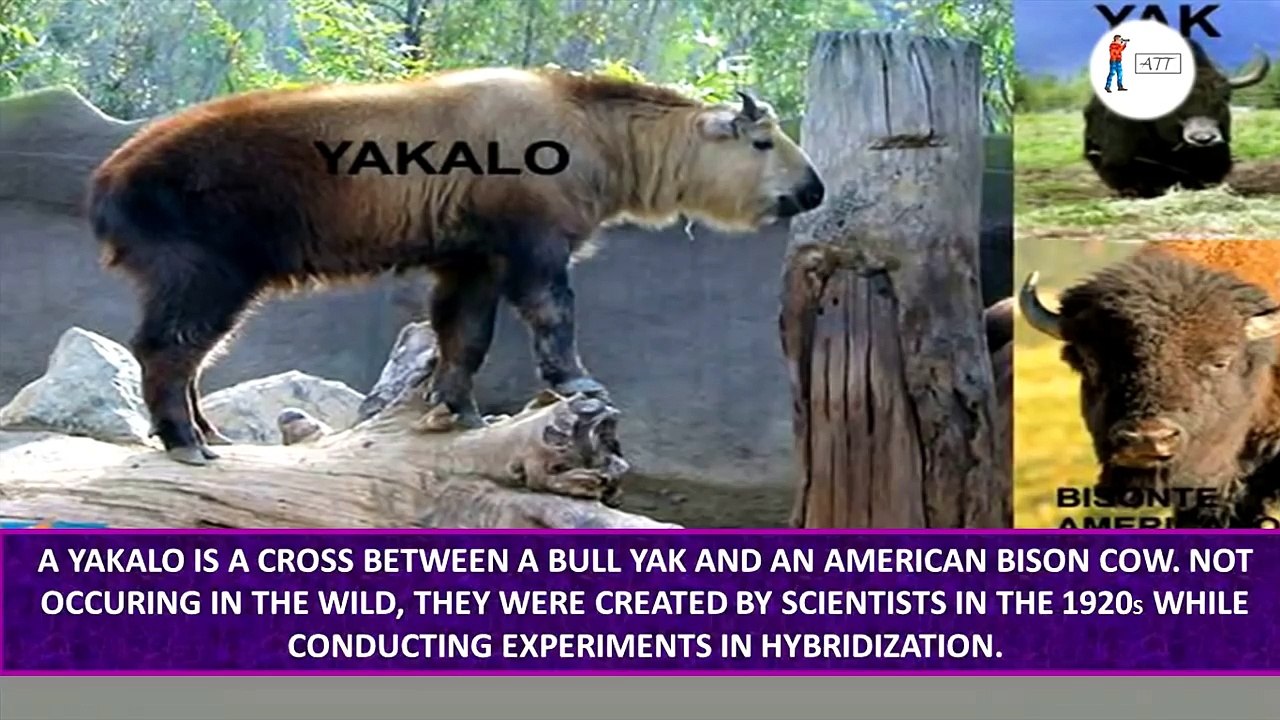 Top 10 Awesome Real Animal Hybrids | hybrids of different animals