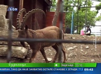 Budilica gostovanje (Sladjana Savić), 13. april 2017.