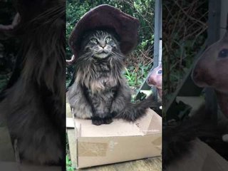 Striking Cat Sits Perfectly Still Next to Easter Bunny