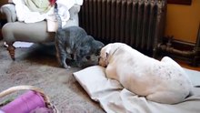 Ce chat a une adorable technique pour réveiller son ami chien. Vous allez craquer !