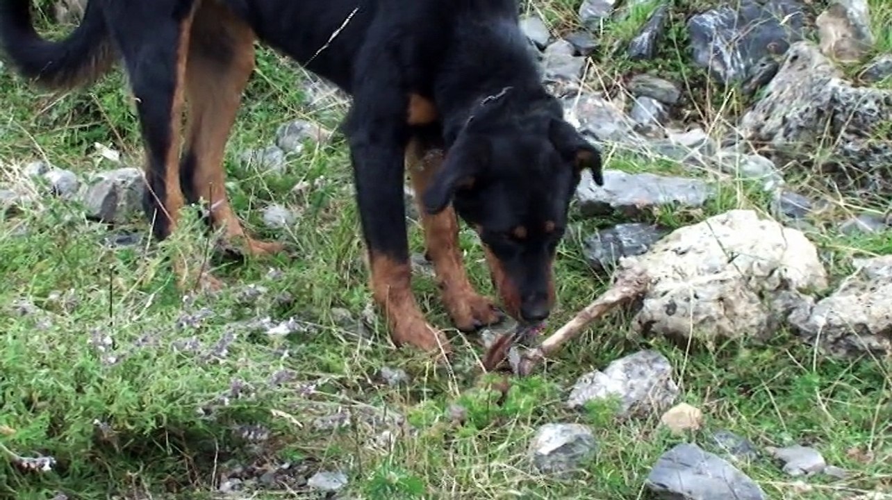 Entre chiens et loups