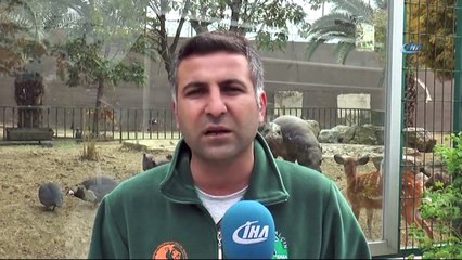 Türkiye’nin İlk ve Tek Yavru Cüce Su Aygırı