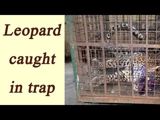 Leopard caught in West Bengal after injuring 13 people, Watch Video | Oneindia News