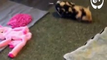 Trop mignon ! Regardez ce porcelet qui déborde de joie !