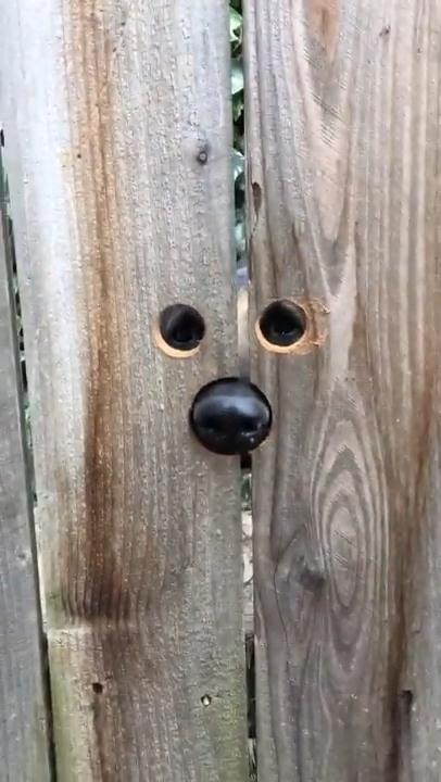 Curious dog