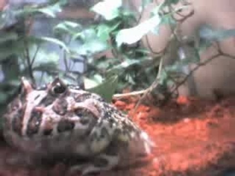 Ceratophrys cranwelli live　0930-1