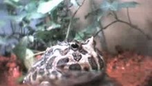 Ceratophrys cranwelli live　0930-2