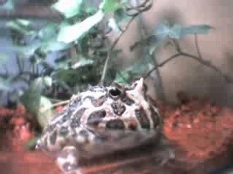 Ceratophrys cranwelli live　0930-2