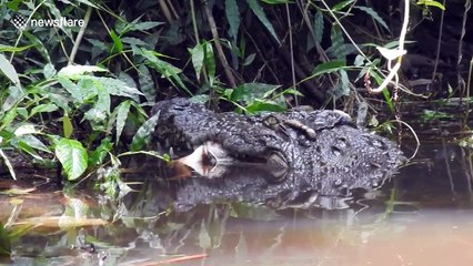 Crocodile eats deer in Khao Yai National Park, Thailand