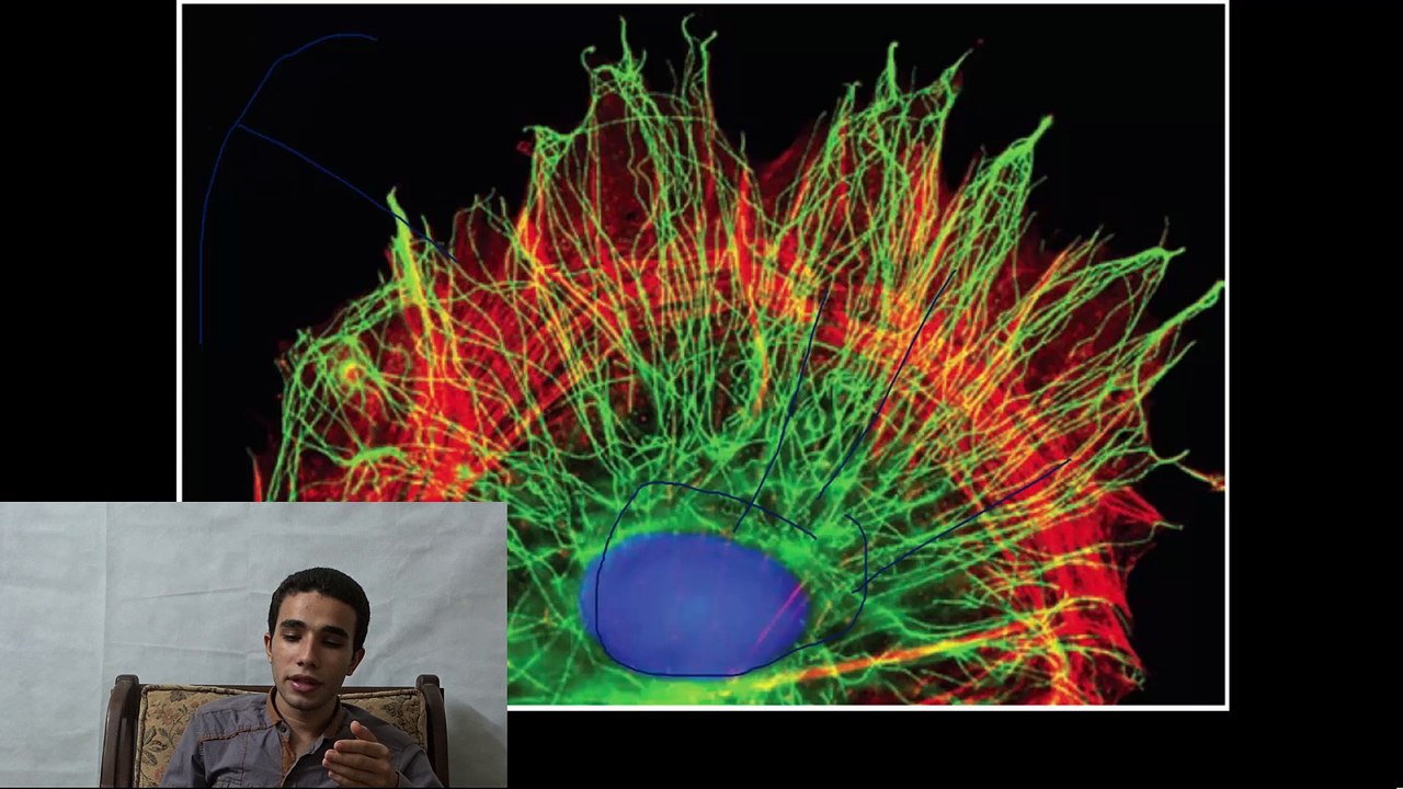 Microtubule