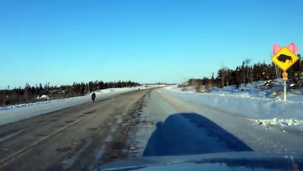 Une femme se retrouve à faire la course avec des loups sur l'autoroute.