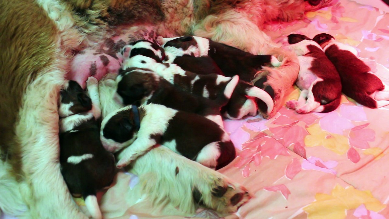 chiots saint bernard LOF..quelques jours..3