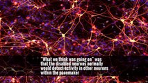 “What we think was going on” was that the disabled neurons normally would detect activity in other neurons within the pacemaker