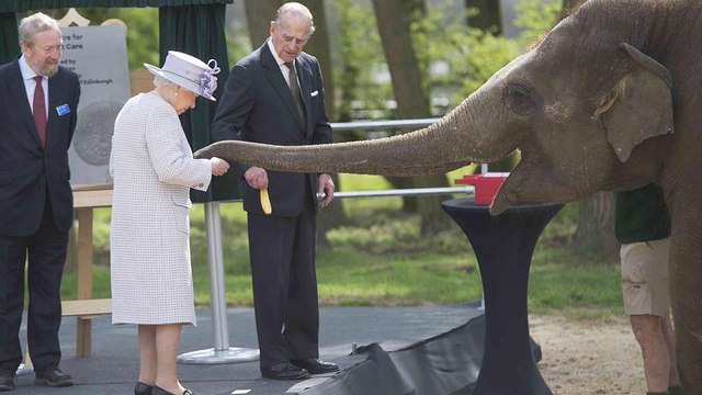 Elephants excited by banana-toting Queen Elizabeth