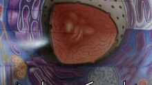 Humen Body Parts