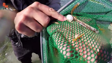 SPIKY Sea Creatures!