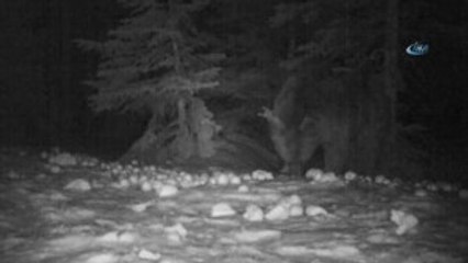Uludağ'ın Yabani Hayvanları Fotokapana Yakalandı