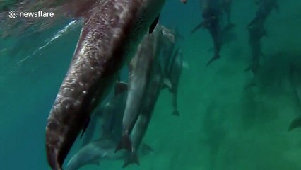 Hundreds of dolphins swim with snorkelers