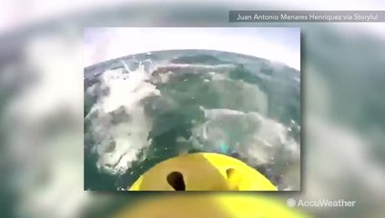 Family rescues whale trapped in fishing net