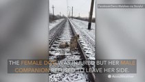 STUNNING: Dog injured and stuck on frozen train tracks saved by furry friend