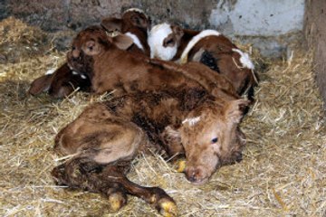 Inek Dördüz Doğurdu