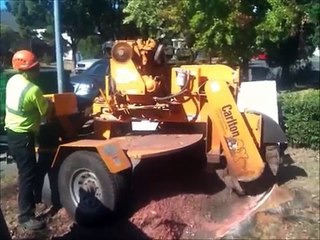 santa rosa stump grinding service