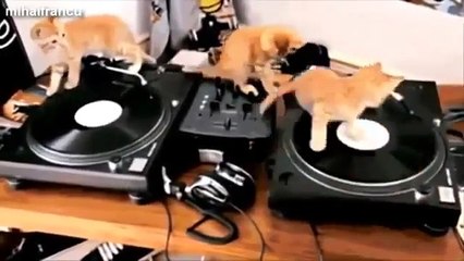 VIDEO Clip Funny Gifs With Sound Compilation 2015 Funny Animals Edition