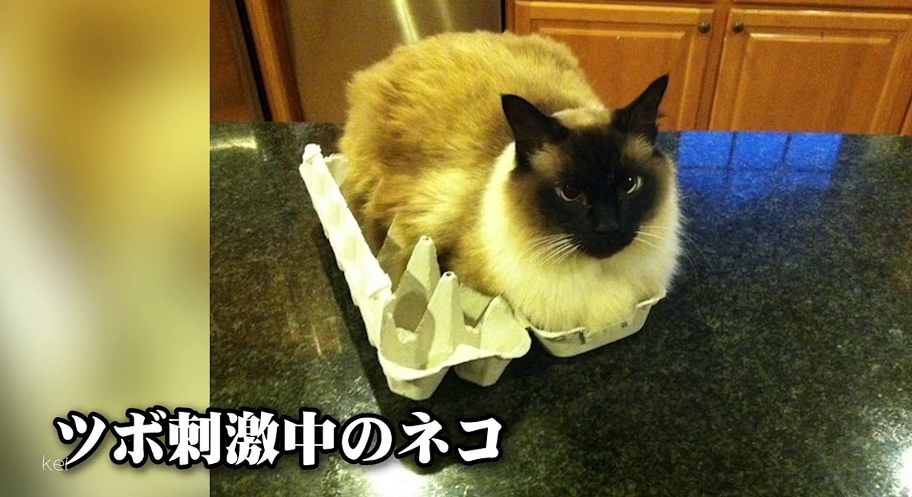 【猫おもしろ動画】かわいい！びっくり！猫のハプニング動画まとめ38【動物】