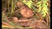 La réserve de Bandia riche de cent mille  nouveaux cocotiers