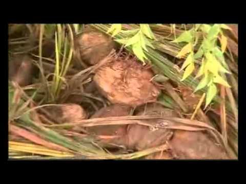 La réserve de Bandia riche de cent mille nouveaux cocotiers