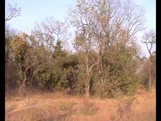 Kolda: la survie du bétail est menacée par les feux de brousse