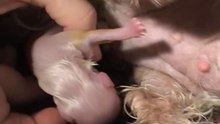 Amazing Maltese Dog Birth Part 2!!