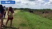 Horse attacks alligator and gets bitten in Florida _ Daily Mail Online