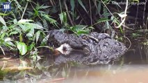 Crocodile wolfs down a WHOLE deer in Thai national park _ Daily Mail Online