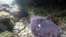 Coloured moray eel attacks camera