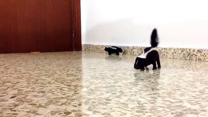 Ce bébé mouffette fait ses premiers pas. Il va vous faire craquer !