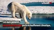 Trump autorise la chasse aux ours polaires et aux loups d'Alaska