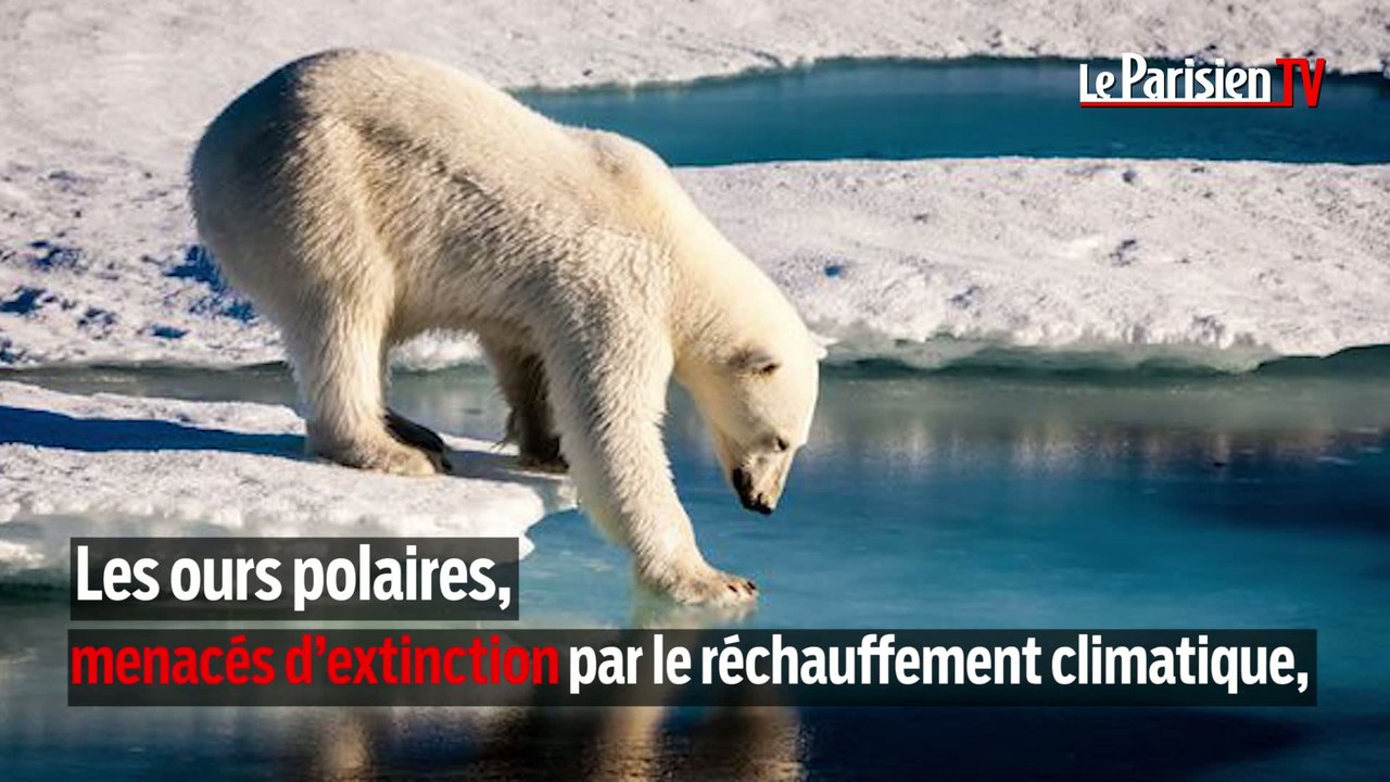 Trump autorise la chasse aux ours polaires et aux loups d'Alaska