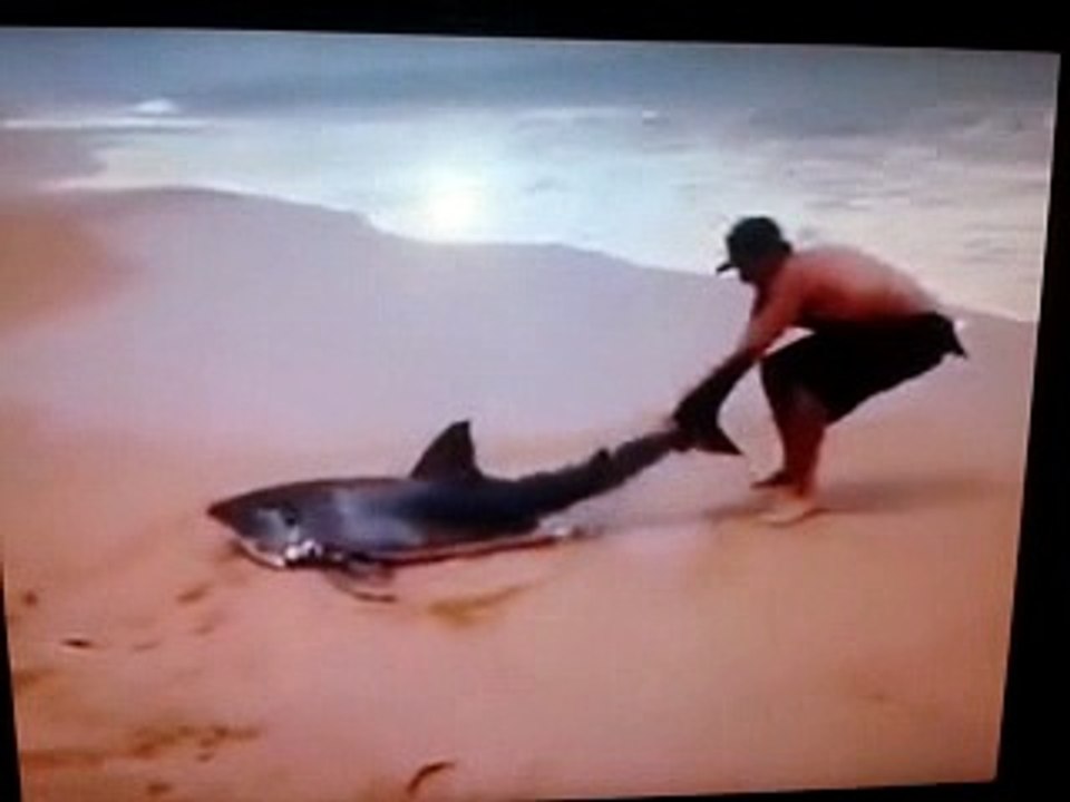 cet homme pour ce requin 13 04 2017