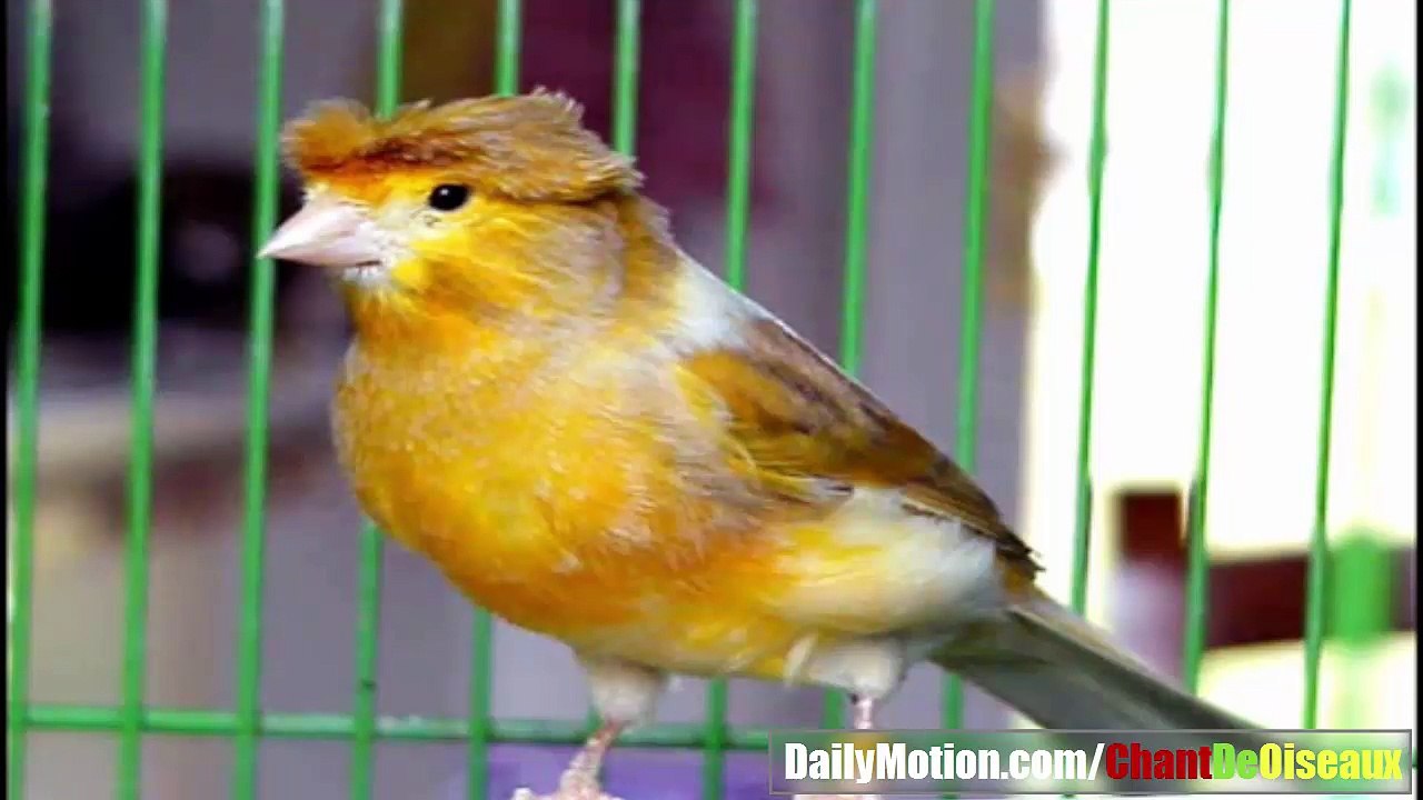 CHANT DE CANARI