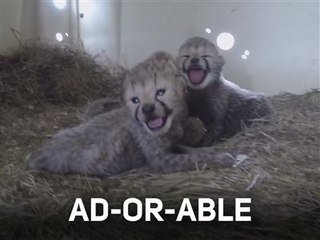 Une portée de guépards absolument adorables !