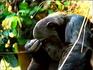 (November 13, 1996) WPXI-TV 11 NBC Pittsburgh Commercials