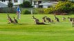 Kangaroos Crowd Australian Golf Course