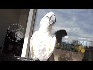 Cockatoo Gets in Summer Mood by Singing in the Sunshine