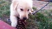 Little Cute Puppy Chewing On Pine Cone - English Cream Golden Retriever 8 Weeks Old (2 Months)