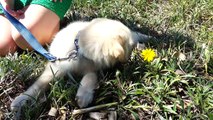 Adorable Puppy - First Time in the Park & Smelling Flowers - English Cream Golden Retriever 8 Weeks Old (2 Months)