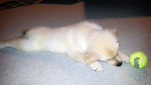 Super Cute Little Puppy Chasing His First Tennis Ball - English Cream Golden Retriever 8 Weeks Old (2 Months)